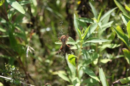 Web nature insect photo