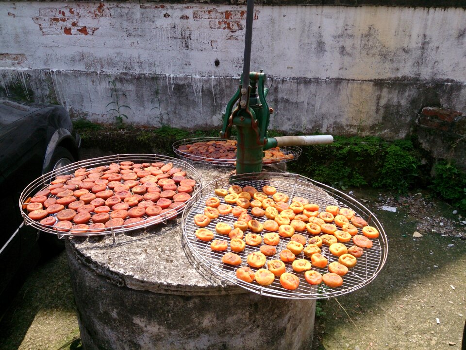 Persimmon hsinchu culture