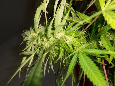 Weed plant photo