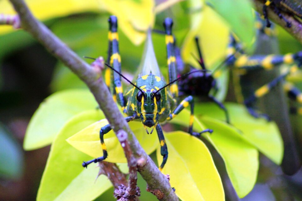 Grasshopper insect nature