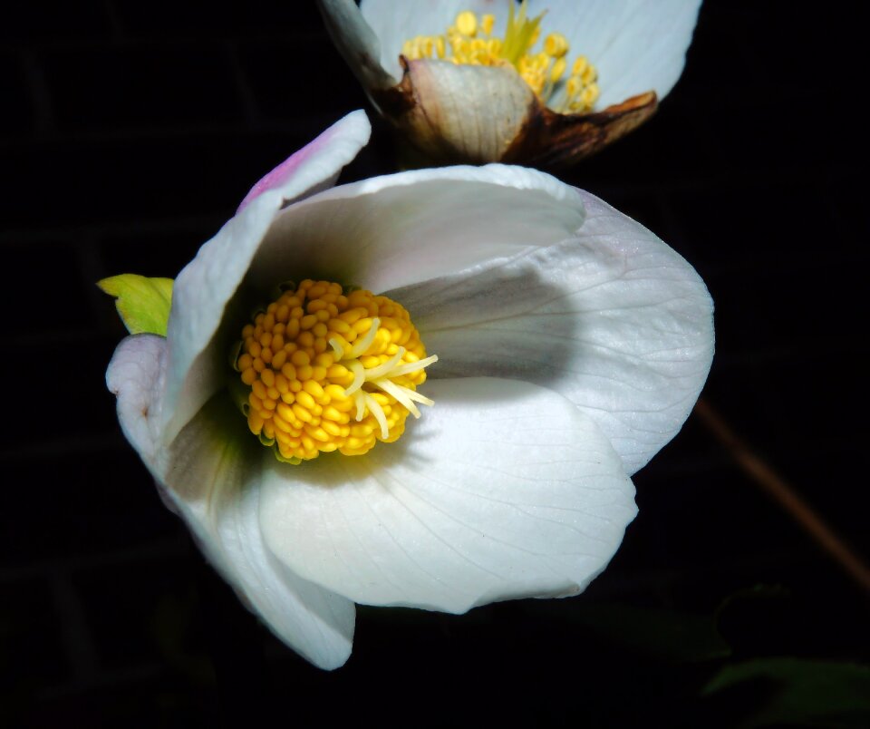 Close up white green harbinger of spring