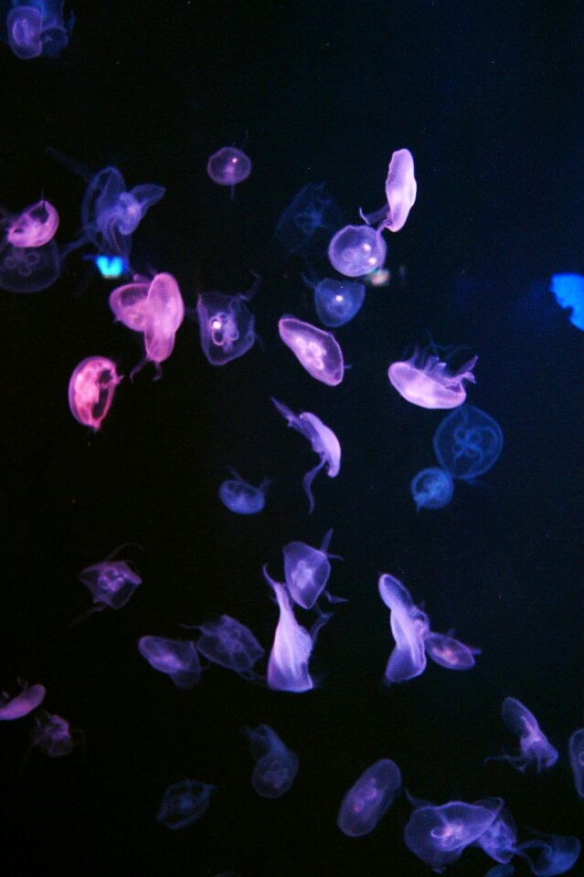 燈 brief description about jellyfish
