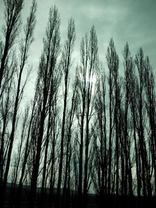 New zealand landscape trees