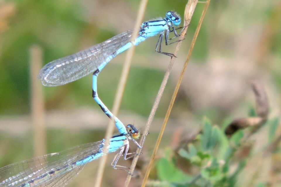 Pond dragonflies insect