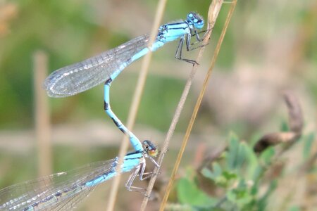 Pond dragonflies insect