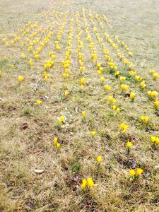 Spring nature meadow