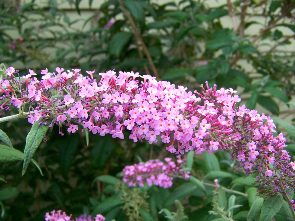 Bloom garden photo