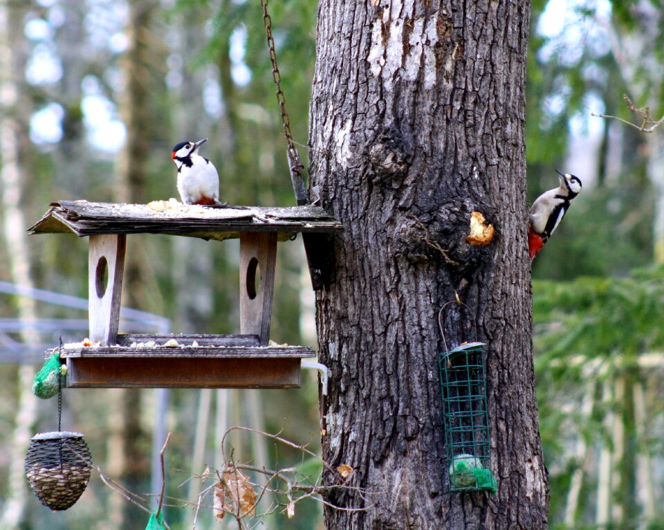 Greater spotted woodpeckers two woodpeckers