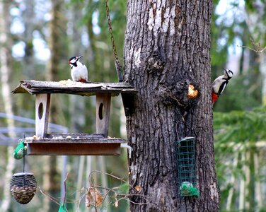 Greater spotted woodpeckers two woodpeckers