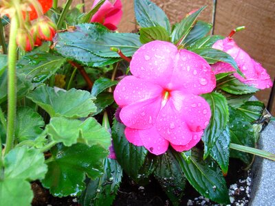 Flower impatiens drops