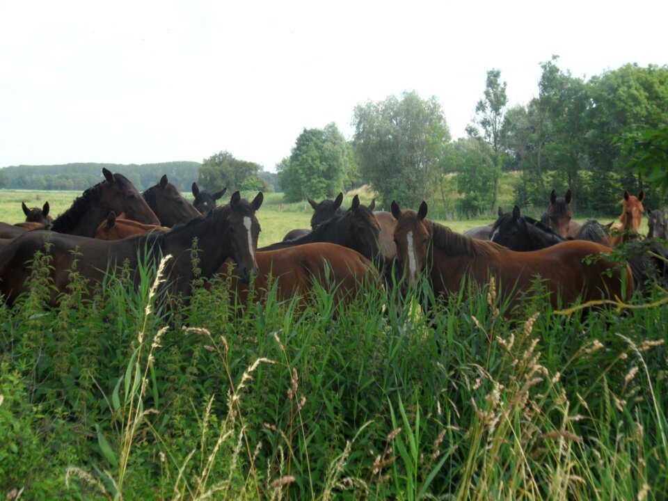 Horses coupling meadow