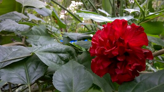 Red rose plant photo