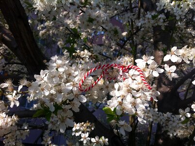 Martisor spring flowers