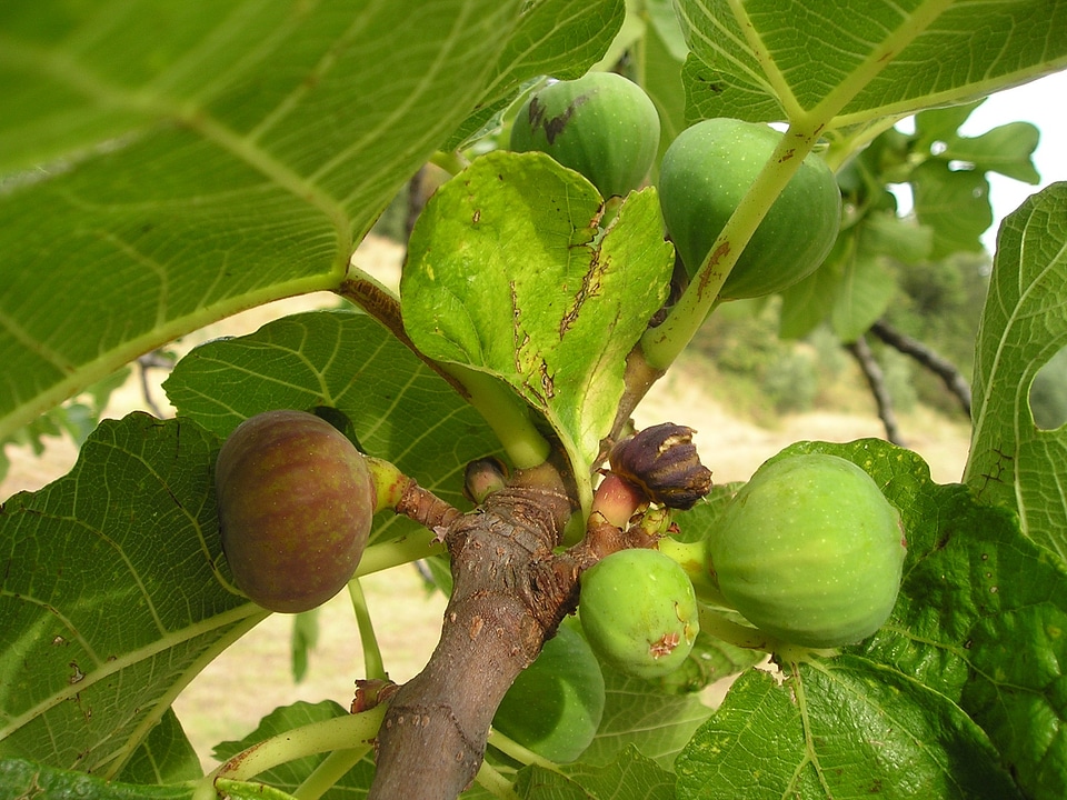 Euro dynasty fruit sweet