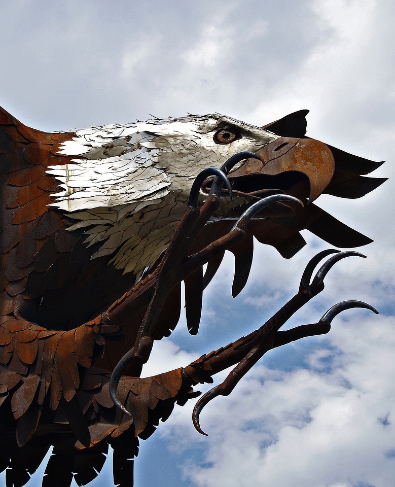 Artwork american raptor