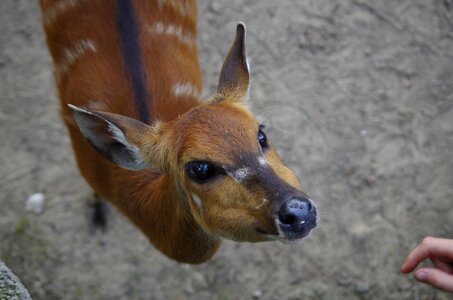 Contact animal nature