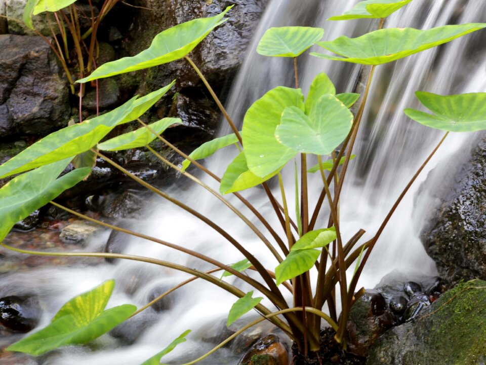 Flowing flow spring