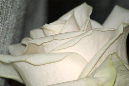 Wedding purity lord