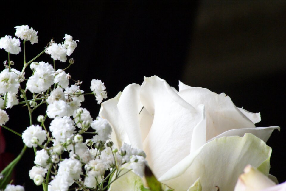 Black background wedding purity