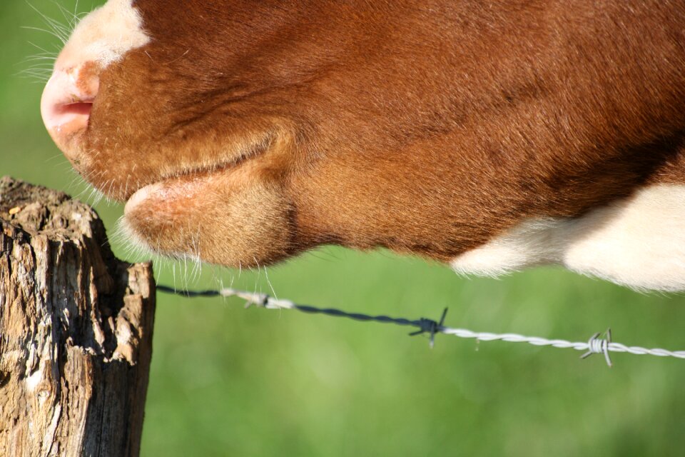 Animal close up fur