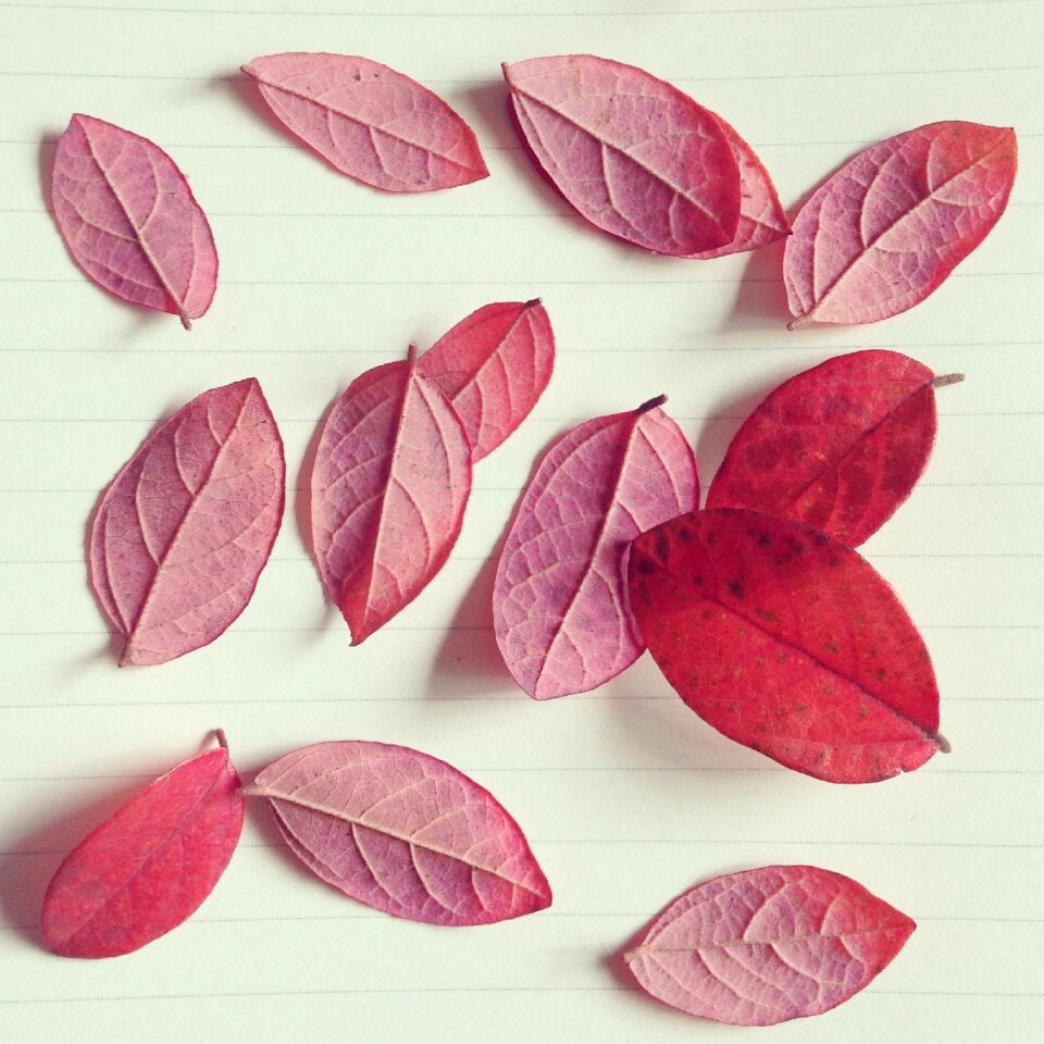 Red leaves autumn paper