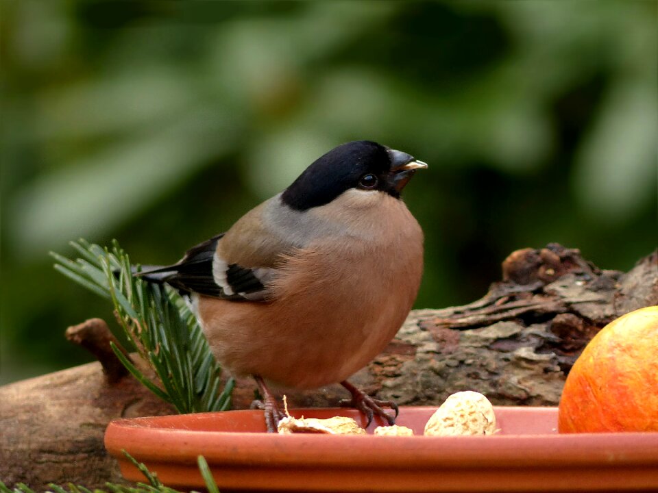 Foraging close up garden