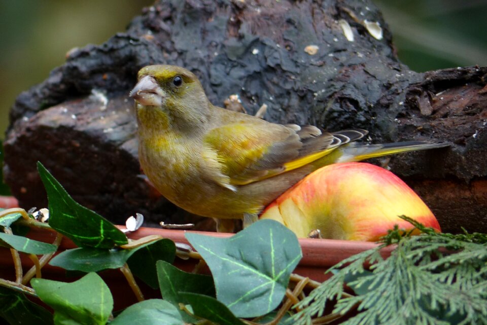 Greenfinch foraging garden