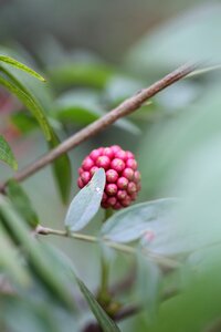 Spring plant nature