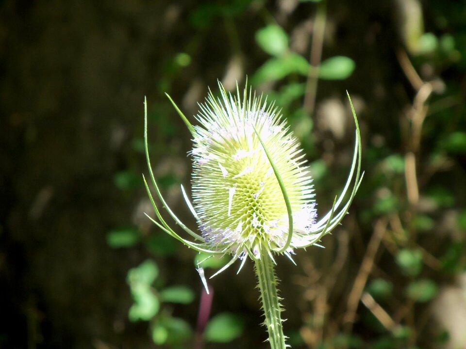 Flower nature serengeti field
