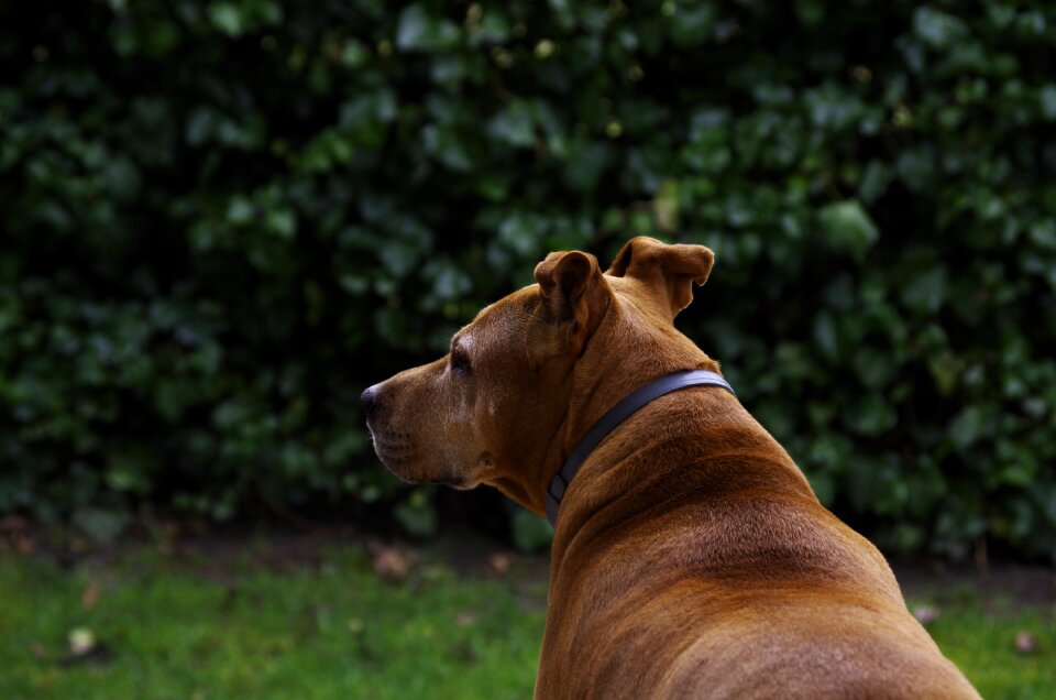 Dog is watching loyalty