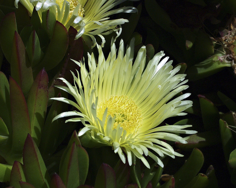Blossom bloom petal