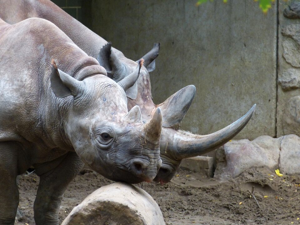 Mammal africa big game