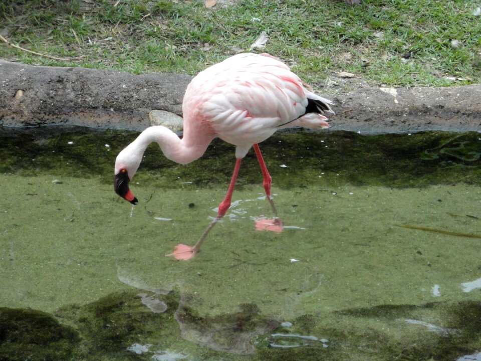 Pink feathers pink flemish
