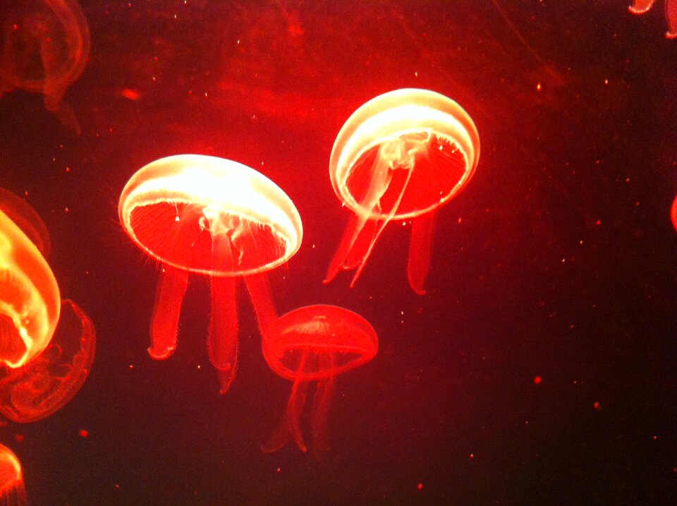 Sea jeju island aquarium