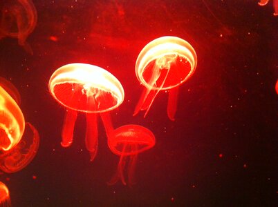 Sea jeju island aquarium
