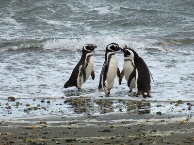 Punta arenas penguin sea photo