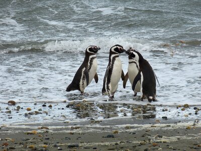 Punta arenas penguin sea