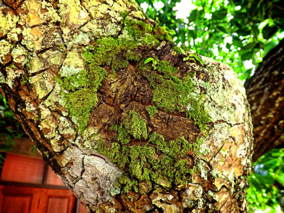 Moss tree stand