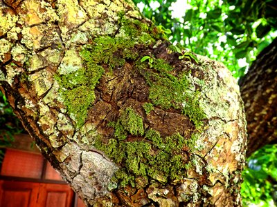Moss tree stand