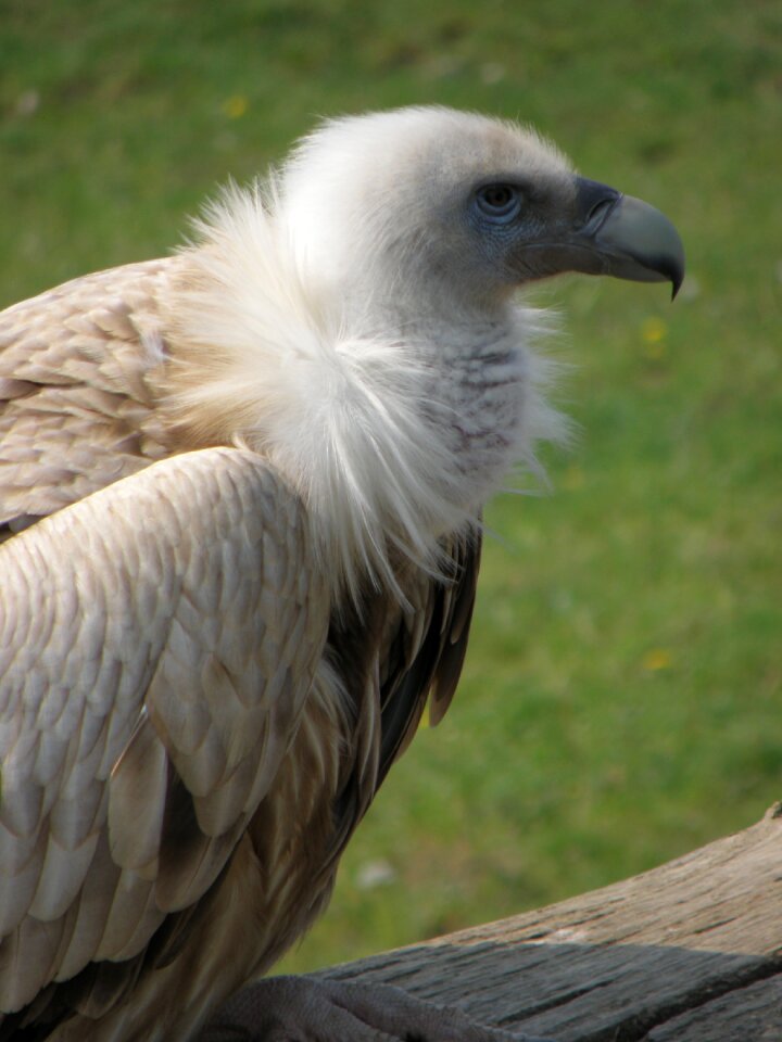 Head gyps himalayensis beak