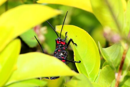 Grasshopper aposematismo insect