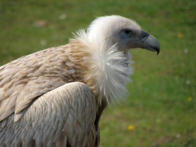 Head gyps himalayensis beak