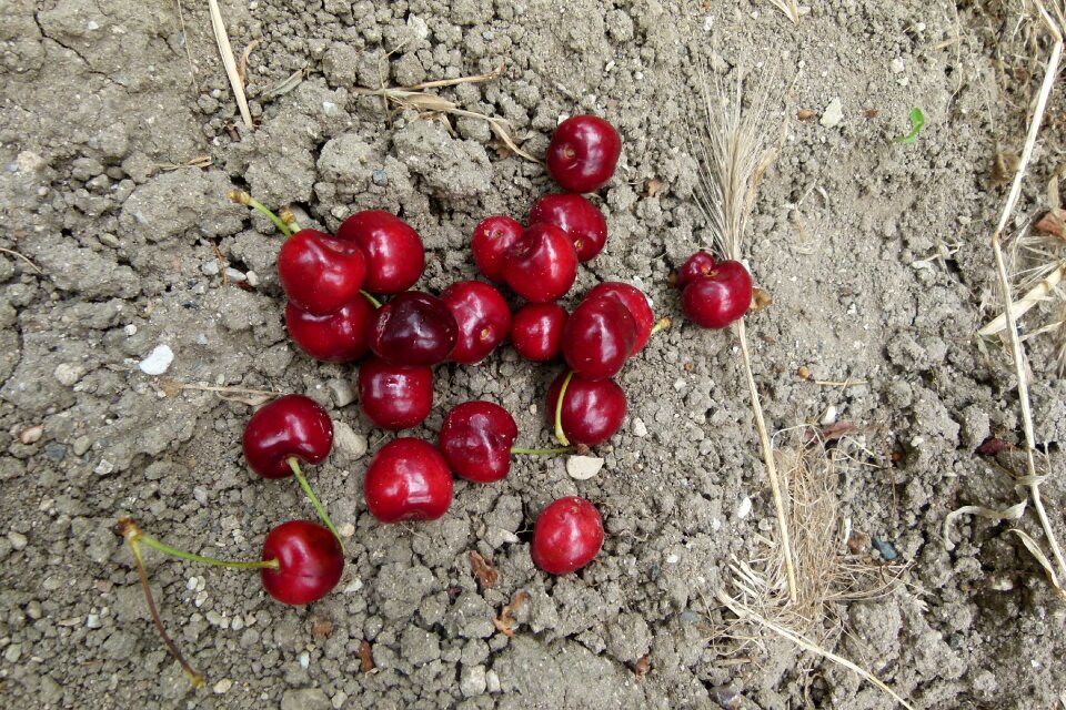 Garden fruit summer