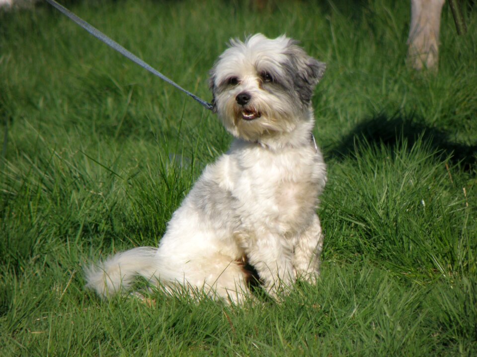 A hybrid small social breed