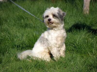 A hybrid small social breed