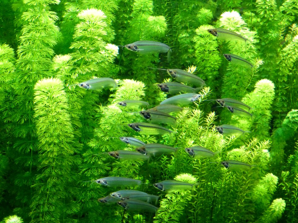 Water aquarium animal world