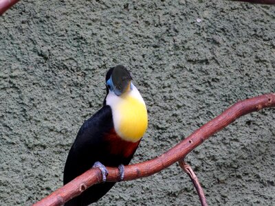 Yellow blue branch