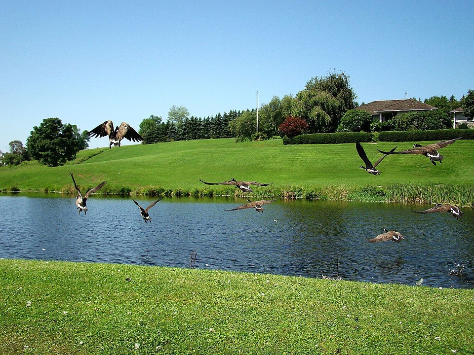 Goose nature fly