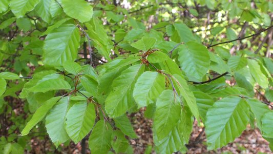 Nature the bark konary