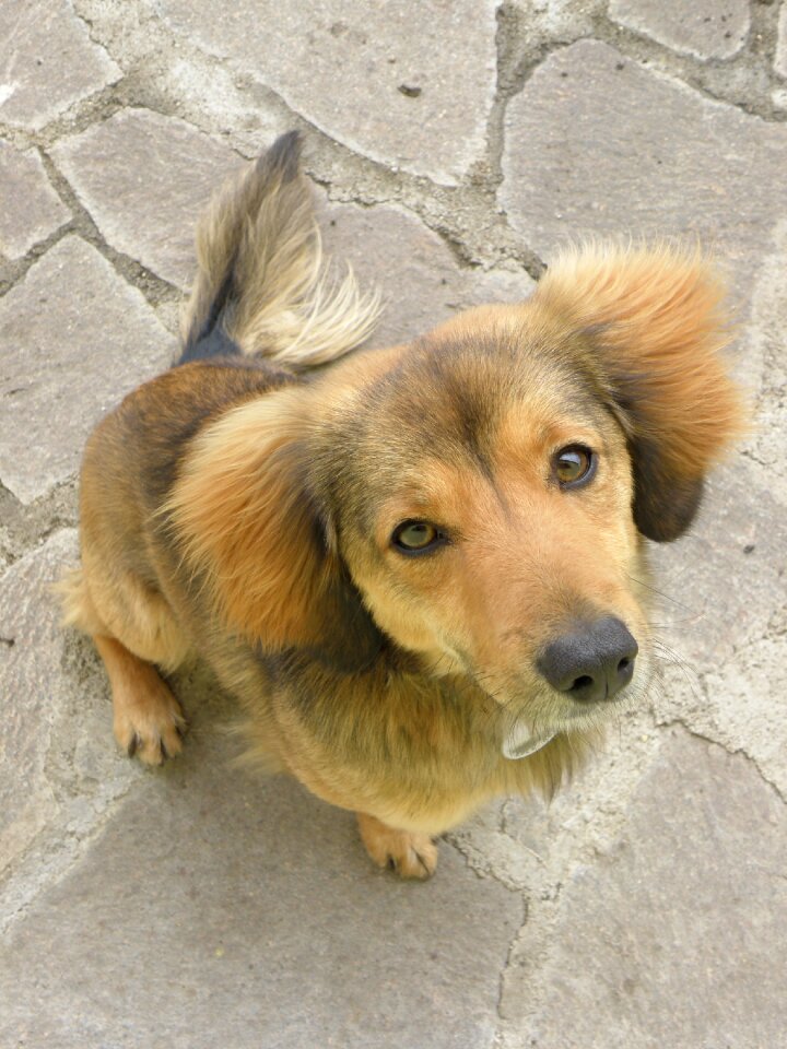 Portrait head dog eyes
